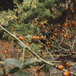 autumn-vegetation