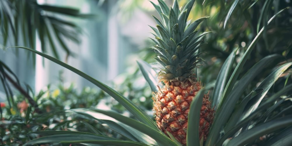 fresh-pineapple-growing-plant-tropical-garden